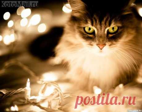 Иллюминация | KotoMail.ru