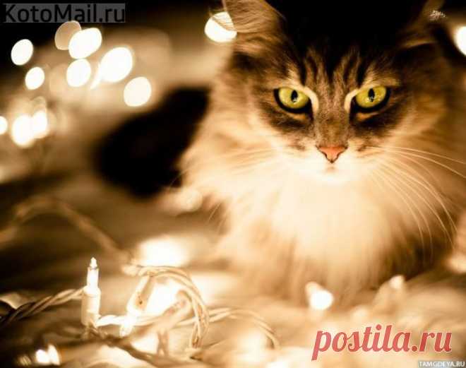 Иллюминация | KotoMail.ru