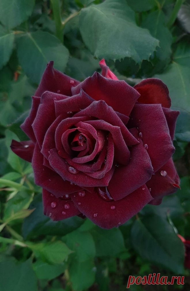 Как все-таки нужно поливать РОЗЫ? Розы - не ёлки) | Цветочница Анюта 🌹 | Яндекс Дзен