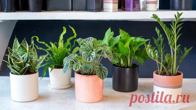 Покупка комнатных растений: от очевидностей до неожиданных вопросов