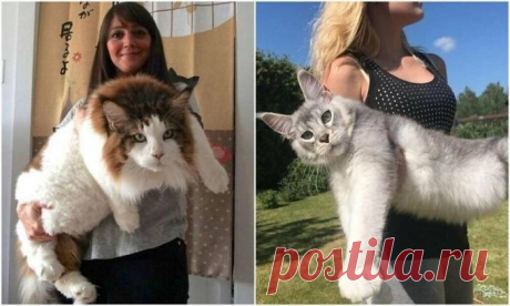 Коты гиганты - 16 фото - Нет скуки - Сайт хорошего настроения
