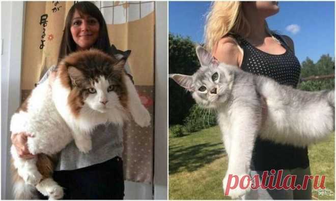 Коты гиганты - 16 фото - Нет скуки - Сайт хорошего настроения