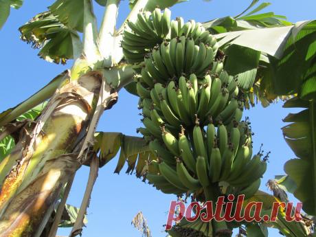 Так растут бананы.
