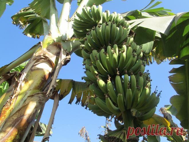 Так растут бананы.
