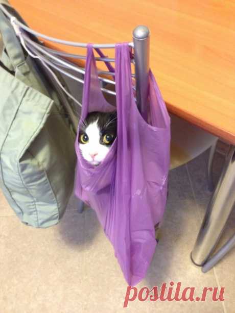 Фотографии которые дают понять, что значит жить с котом