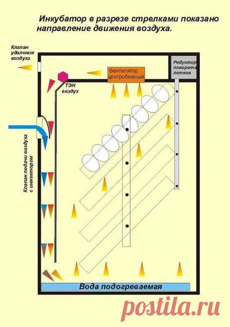 Терморегуляторы и приборы применяемые в самодельных инкубаторов.