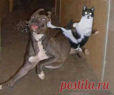 Котэ отправляет противника в нокаут )))