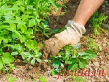 Лучшие способы избавления от сорняков Одна из трудоемких и регулярных работ для огородника - прополка грядок. Но как бы старательно ни были удалены сорняки, через определенное время они снова упрямо вылезают и мешают жить культурным растениям. Как исправить ситуацию?