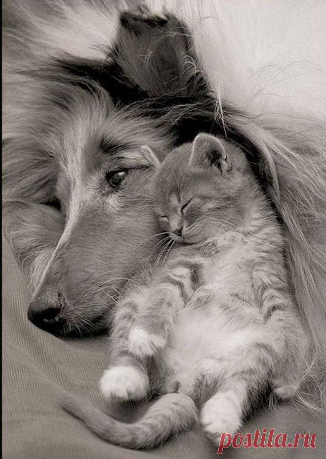 Best friends | Flickr - Photo Sharing!