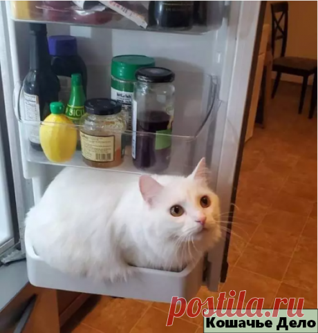 10 уморительных фотографий котиков, которые ведут себя наглым образом. | Кошачье Дело | Яндекс Дзен