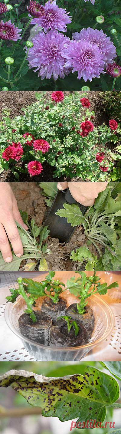 Посадка хризантемы садовой. Как вырастить хризантему в саду. | Мое подворье