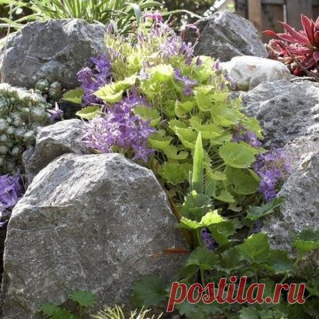 ЧТО ТАКОЕ АЛЬПИЙСКАЯ ГОРКА? КАКИЕ РАСТЕНИЯ ПОДХОДЯТ ДЛЯ АЛЬПИЙСКОЙ ГОРКИ