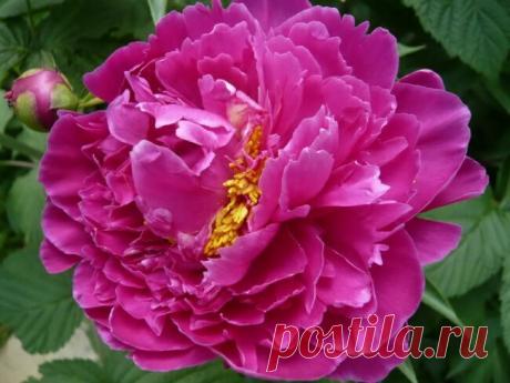 Пионы фото