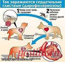 Дирофиляриоз собак
