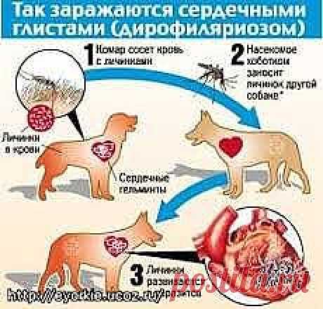Дирофиляриоз собак
