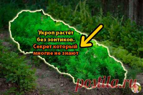 Весь мой укроп растёт без зонтиков. Рассказываю секрет, который многие не знают | Дачник на пенсии | Яндекс Дзен