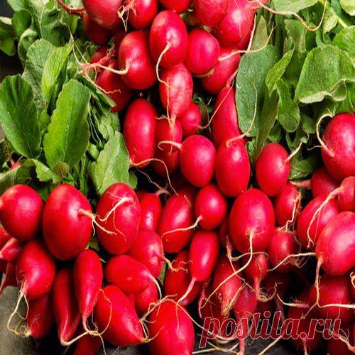 Необычное комнатное растение | Друг пенсионера
Те, кто не понаслышке знает об отло­жении холестерина и образовании бляшек на стенках кровеносных со­судов, наверняка, выращивают у себя на грядках или покупают в магазине редис.