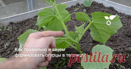 Как правильно и зачем формировать огурцы в теплице? Огурцы подросли, появился стебель с листьями, побегами, усами и первыми завязями. Пришло время формирования. Необходимо удалить всё лишнее с огуречной плети, чтобы в итоге получить отличный урожай.
