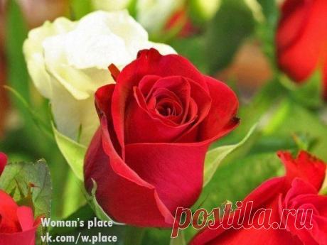 Woman's place|Прекрасная женщина, лучшая хозяйка | ВКонтакте