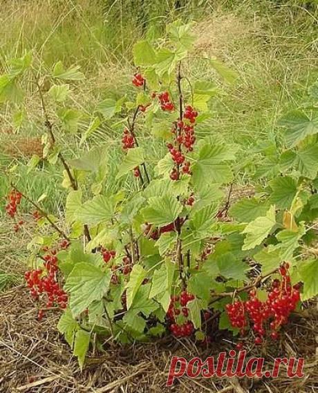 Красная смордина на дачном участке