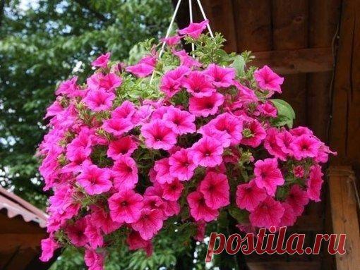 Как правильно сеять петунию без дополнительной пикировки? - Садоводка