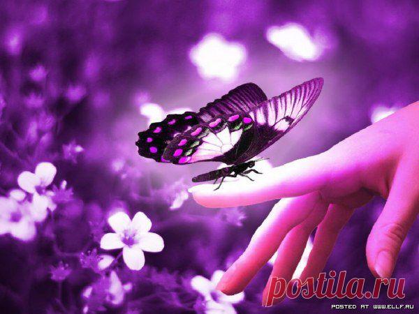 фиолетовый цвет - 707 . картинок. Поиск@Mail.Ru