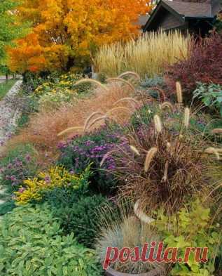 Декоративные травы для сада – злаки.
