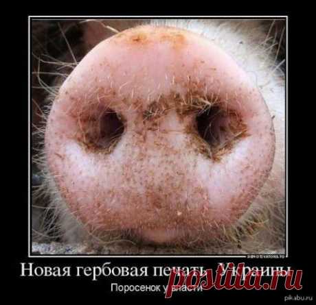 Вот что бывает, когда к власти в стране приходят личности ничтожные, жалкие и трусливые | Повидло