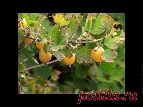 Крыжовник – северный виноград: посадка и уход