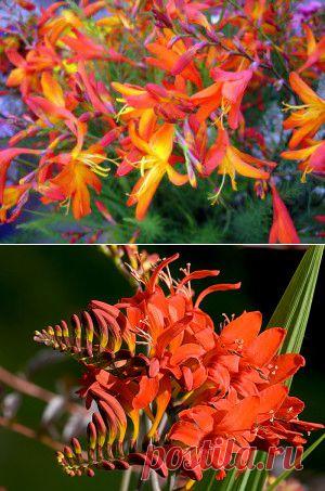 Крокосмия. Она же Монтбреция. Она же Японский гладиолус. | Для дачников.ру