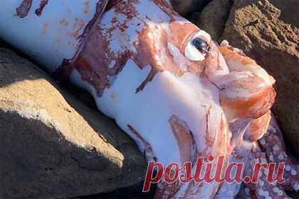 Тушу гигантского морского существа вынесло на берег. В ЮАР на берег вынесло тушу четырехметрового гигантского кальмара. Морское существо обнаружили на пляже Скарборо в Кейптауне, Западно-Капская провинция. Ученые пока точно не установили, к какому именно виду относился погибший кальмар, однако предполагают, что это Architeuthis dux, или гигантский кальмар.