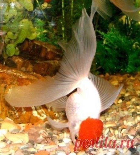 Оранда &quot;Красная шапочка&quot;