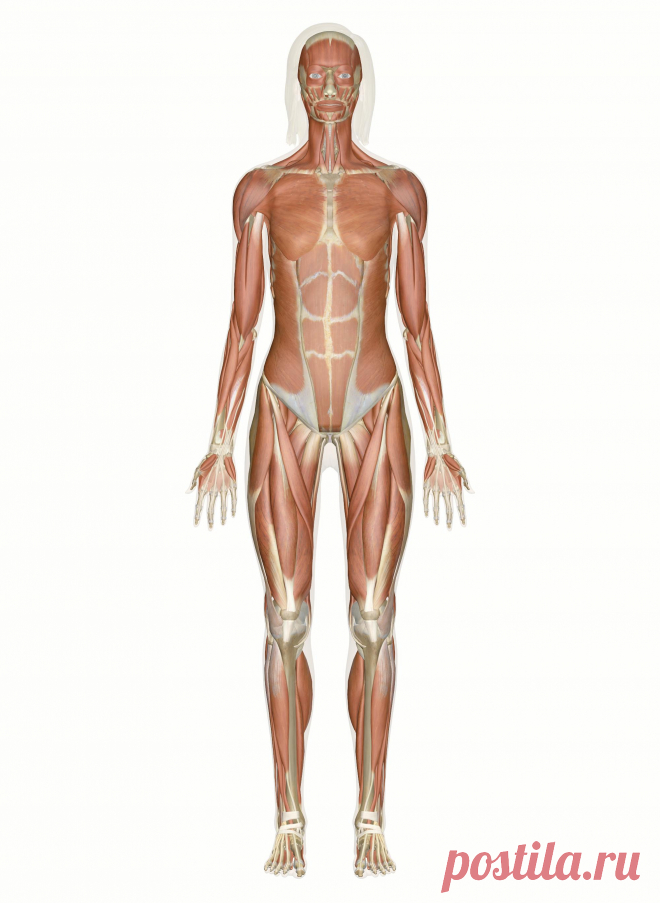 Interactive Guide to the Muscular System | Innerbody