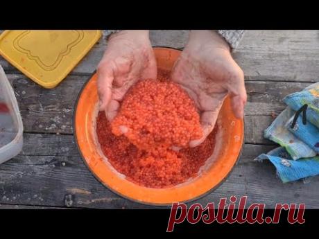 КАК ПРАВИЛЬНО СОЛИТЬ КРАСНУЮ ИКРУ. ДЕДОВСКИЙ РЕЦЕПТ ОТ КУХНЯ АБОРИГЕНА.