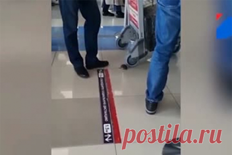 Видео бегающей по российскому аэропорту крысы возмутило пользователей сети. Бегающая по международному аэропорту Владивостока крыса попала на видео и вызвала возмущение пользователей сети. На размещенной записи видно животное, находящееся около багажной тележки одного из пассажиров. Россияне возмутились видеозаписью. «Лицо Владивостока…», «Позорище» — комментировали они.