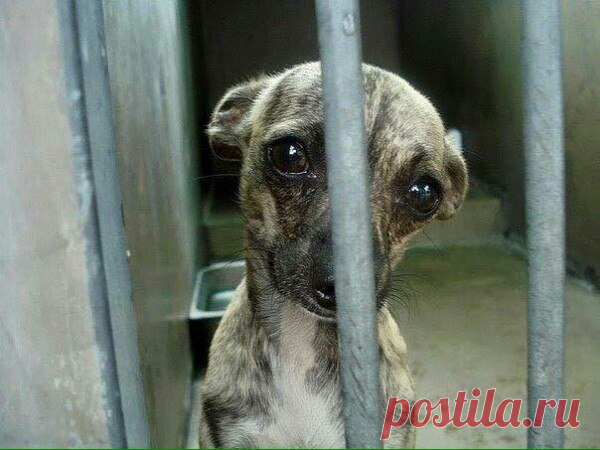 Сегодня я спас человека... - МирТесен