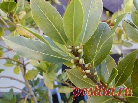 Лавровый лист при аллергии - Женский журнал: специально для женщин