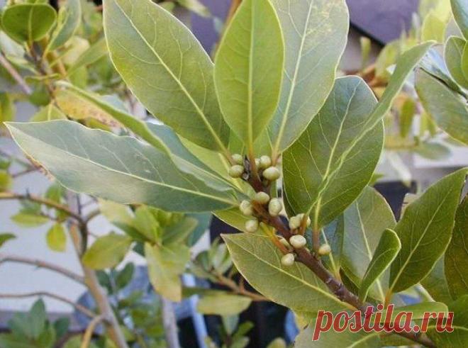 Лавровый лист при аллергии - Женский журнал: специально для женщин