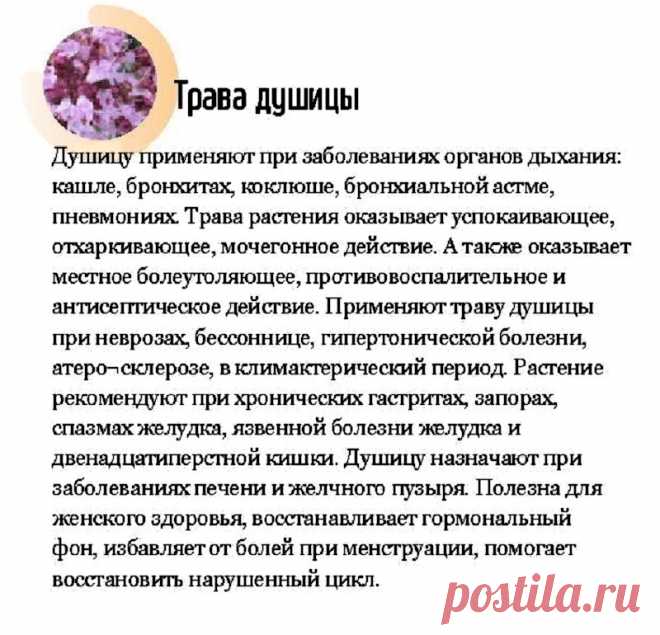 Трава душицы