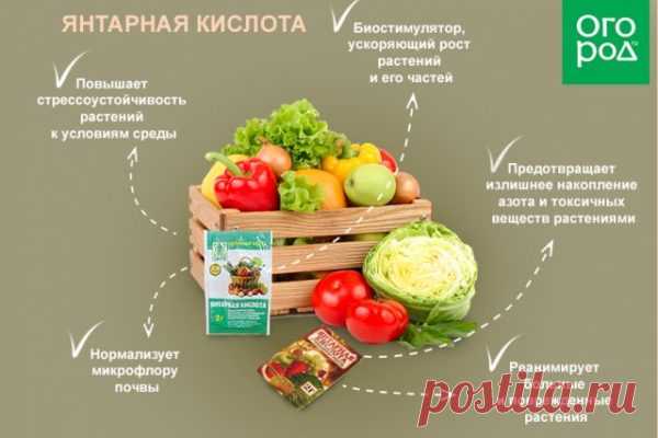 Вот для чего нужна на огороде янтарная кислота – БУДЬ В ТЕМЕ