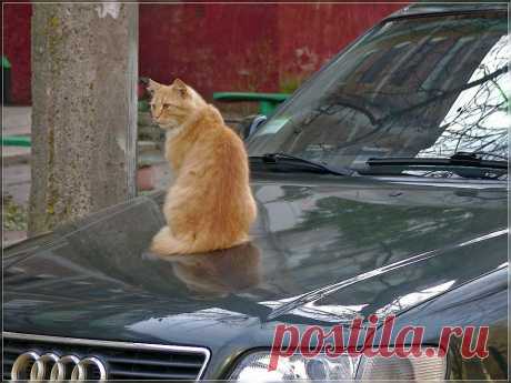 Неизвестный гений: художественная галерея, музыка, литература, фотография