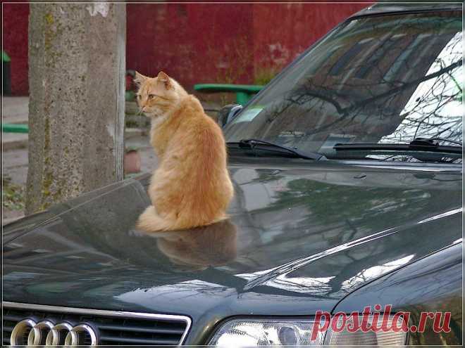 Неизвестный гений: художественная галерея, музыка, литература, фотография