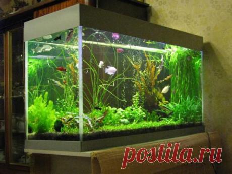 Вопросы к аквариумистам... | Кому за пятьдесят