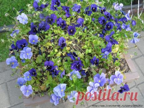 ДИЗАЙН ДИВО-ОСТРОВА