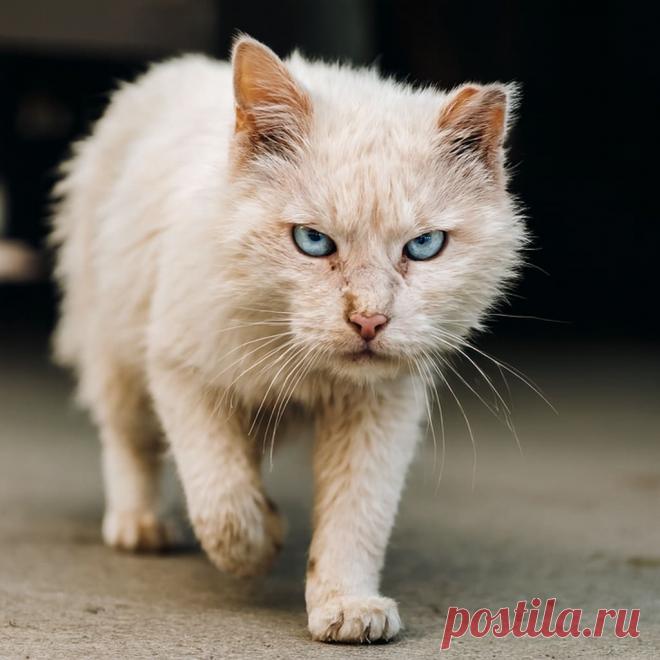 Одноухий Дед Мороз - OGADANIE.RU