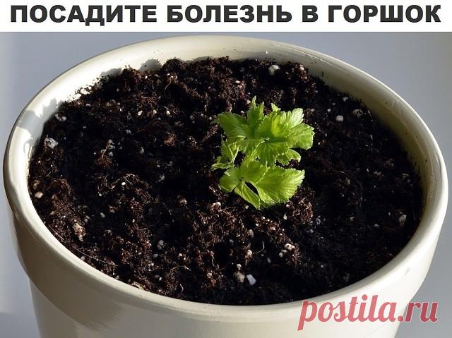 ПОСАДИТЕ БОЛЕЗНЬ В ГОРШОК
----------------------------------------------------------------------------------------------------
Исцелить человека можно очень простым способом, который доступен практически каждому. Основывается он на проверенной веками практике, что болезнь может быть перенесена с пациента на любой другой организм, в частности — на растение.
Процедура проста: надо взять у заболевшего человека небольшое количество его мокроты (гноя, мочи, слюны, пота), переме...