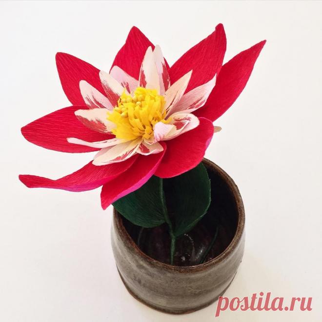 Have a lovely start to the week! Flowers and God's word always brightens my day! Psalm 116:2b I will call on the Lord for as long as I live ❤️ #crepepaper #dahlia #flowerstagram #flowersofinstagram #dscolor #dsfloral #nothingisordinary #dahlias #sweetpaulfall #christianlife #rainbow_wall #shepaintstruth #gritandvirtue #melbourneflowers #weddingflowers #etsygifts #christmasgift #christmasdecorations #christmastime #wemakecollective #poppytalkfallcolours #spc_creative