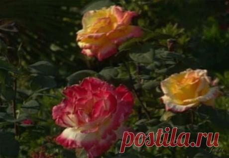 (68) Одноклассники