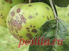 Письмо «Гаридóсупа и другие материалы. Новое в Вашей подборке на Постила.ru» — Постила.ru — Яндекс.Почта