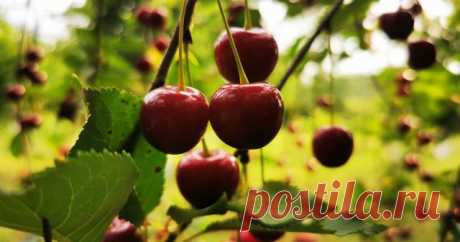 Высаживаем саженцы вишни осенью — от подготовки ямы до зимовки — Ботаничка